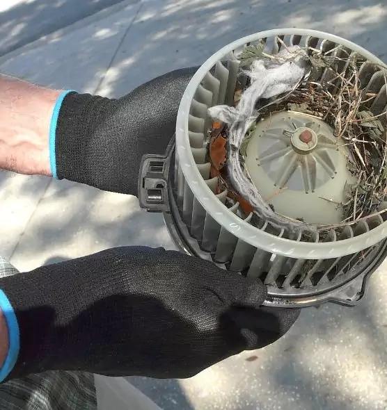 About Air Duct Rat Removal in Bellevue, WA